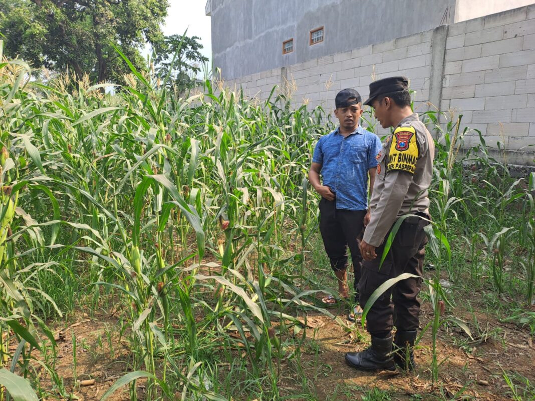 pantau tanaman jagung di pohgading bhabinkamtibmas perkuat sinergi ketahanan pangan pantau tanaman jagung di pohgading bhabinkamtibmas perkuat sinergi ketahanan pangan