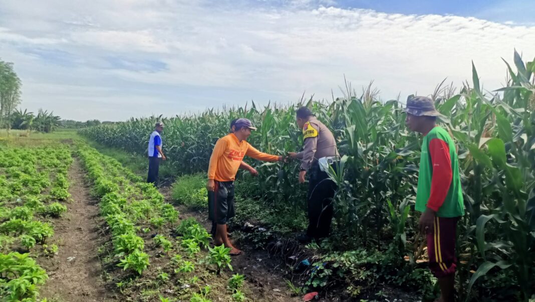 Pantau jagung gempeng Bhabinkamtibmas pekuat pendampingan kelompok tani as Pantau jagung gempeng Bhabinkamtibmas pekuat pendampingan kelompok tani as