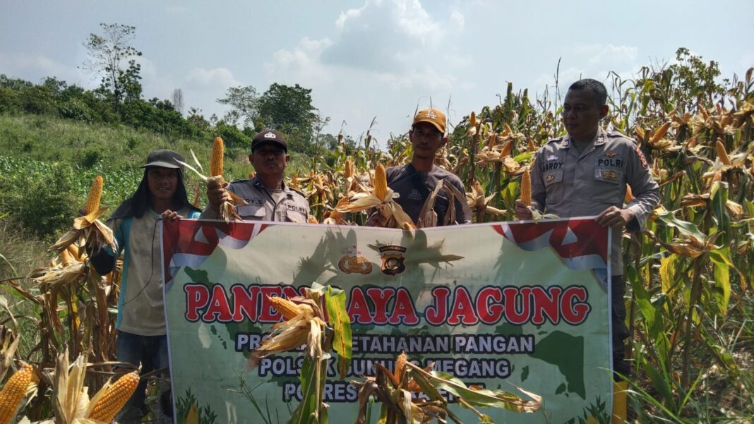 Polsek Gunung Megang Panen Jagung Kuartal II di Lahan Petani Desa Padang Bindu Polsek Gunung Megang Panen Jagung Kuartal II di Lahan Petani Desa Padang Bindu