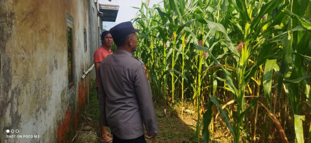 Polsek nongkojajar dorong Ketahanan pangan melalui Pemantauan lahan jagung di Kalipucang Polsek nongkojajar dorong Ketahanan pangan melalui Pemantauan lahan jagung di Kalipucang