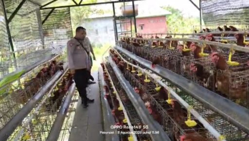 Bhabinkamtibmas Polsek Rembang laporkan Budidaya Ayam petelur di kalisat tumbuh Sehat Bhabinkamtibmas Polsek Rembang laporkan Budidaya Ayam petelur di kalisat tumbuh Sehat