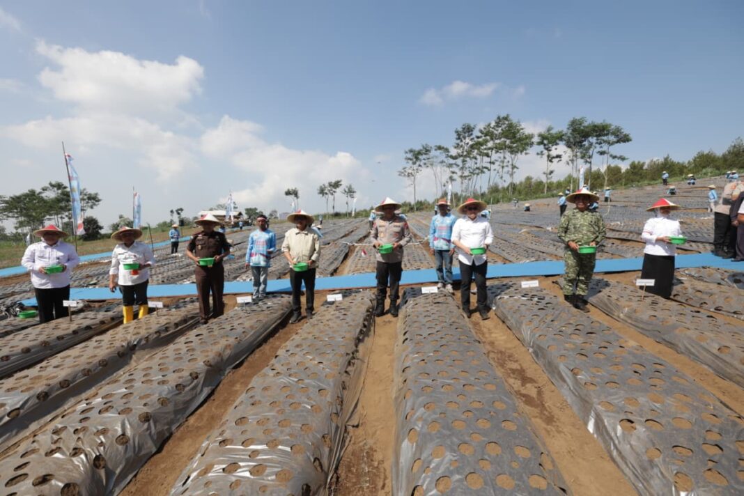 Dukung swasembada pangan POLDA jatim dan petani tanam Bawang putih serentak Dukung swasembada pangan POLDA jatim dan petani tanam Bawang putih serentak