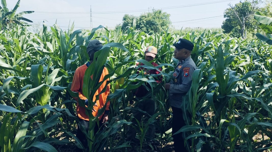 Tanaman Jagung Di Dukuhsari Tumbuh Subur Bhabinkamtibmas Dorong Pemanfaatan Lahan Produktif Tanaman Jagung Di Dukuhsari Tumbuh Subur Bhabinkamtibmas Dorong Pemanfaatan Lahan Produktif
