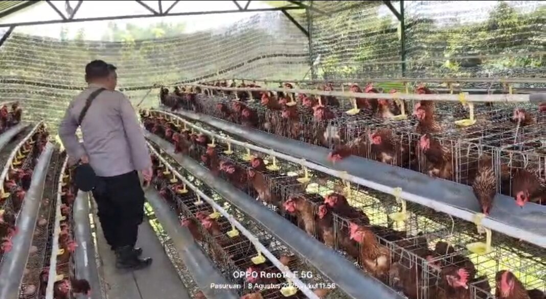 Budidaya Ayam Petelur Di Kalisat Berkembang Baik Bhabinkamtibmas Dukung Ketahanan Pangan Budidaya Ayam Petelur Di Kalisat Berkembang Baik Bhabinkamtibmas Dukung Ketahanan Pangan
