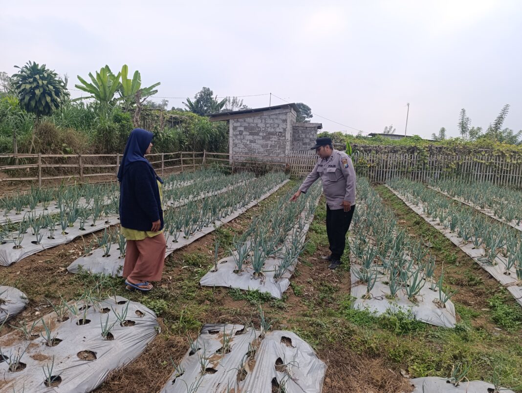 Bhabinkamtibmas Nongkojajar Pantau Tanaman Bawang Merah Dukung Ketahanan Pangan Nasional Bhabinkamtibmas Nongkojajar Pantau Tanaman Bawang Merah Dukung Ketahanan Pangan Nasional