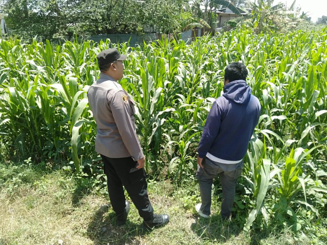 Bhabinkamtibmas Sukorejo Pantau Pertumbuhan Tanaman Jagung, Dukung Program Ketahanan Pangan Bhabinkamtibmas Sukorejo Pantau Pertumbuhan Tanaman Jagung, Dukung Program Ketahanan Pangan