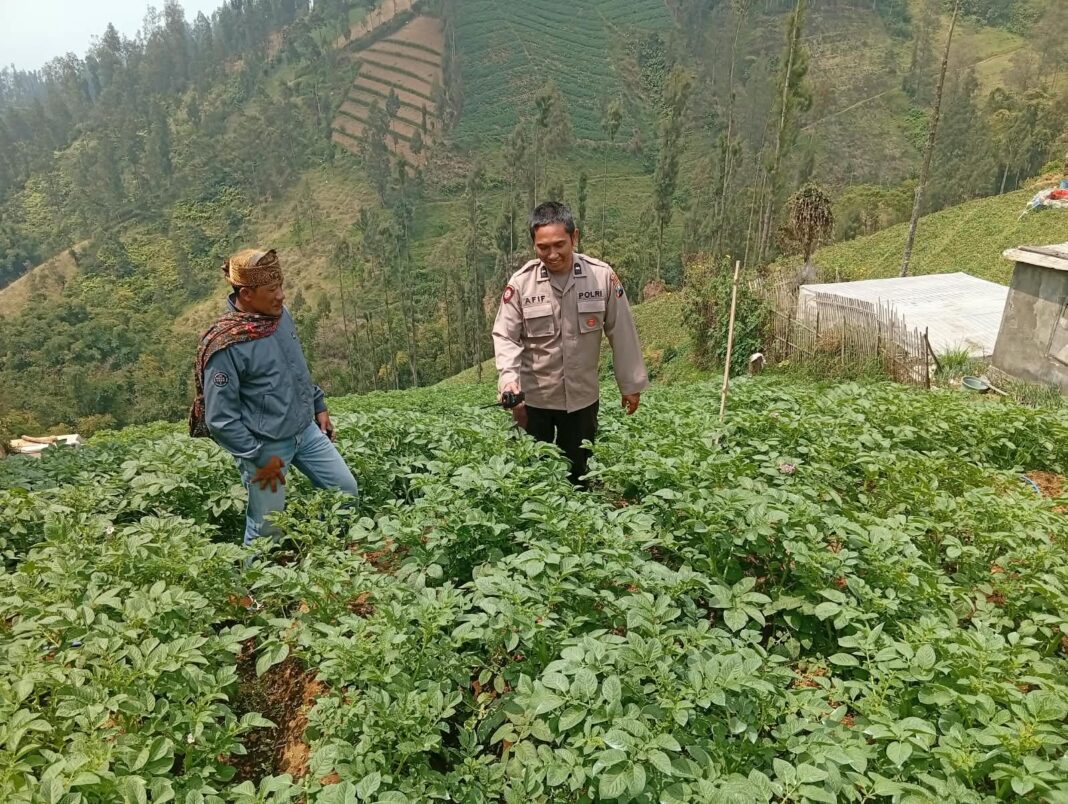 Polsek Tosari Rutin Cek Tanaman Ketang, Begini Cara Polisi Dukung Ketahanan Pangan Polsek Tosari Rutin Cek Tanaman Ketang, Begini Cara Polisi Dukung Ketahanan Pangan