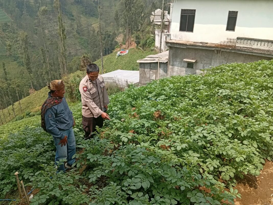 Polsek Nongkojajar Dukung Budidaya Bawang Putih di Tlogosari Untuk Perkuat Ketahanan Pangan Polsek Nongkojajar Dukung Budidaya Bawang Putih di Tlogosari Untuk Perkuat Ketahanan Pangan